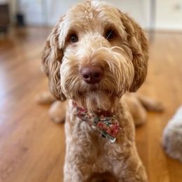 Goldendoodles from Red Clay Doodles