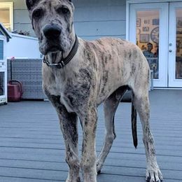 Great Dane Puppies from F&B Kennels