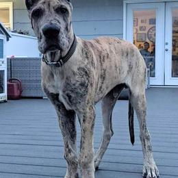 Great Dane Puppies from F&B Kennels