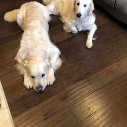 Golden Retriever Puppies from West Coast Cream Goldens