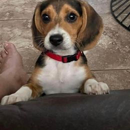 Beagle Puppies from Beech Grove Beagles