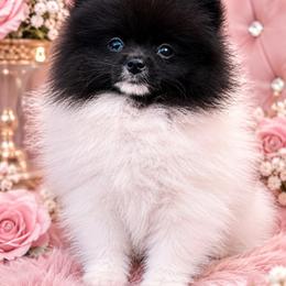 Black and white parti female - Black parti female Pomeranian puppy in Jacksonville, North Carolina from Pomeranians DelReal