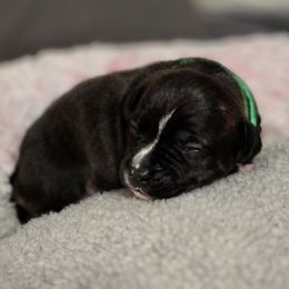 Green boy - Brindle Staffordshire Bull Terrier puppy in Georgetown, Texas from Bruhaus Kennels