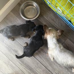 Yorkshire Terrier puppies from Rio Grande Yorkies