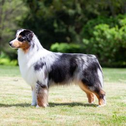 Remi - Australian Shepherd