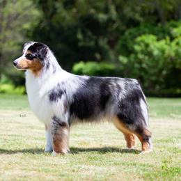 Remi - Australian Shepherd