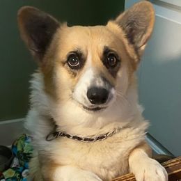 Jame - Pembroke Welsh Corgi