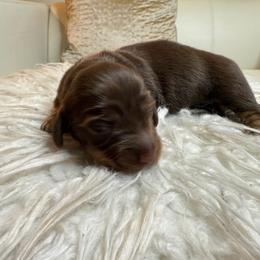Chocolate and Tan Female 1 - Chocolate and tan female Dachshund puppy in Oswego, Illinois from That Beautiful Dachshund/Frenchies