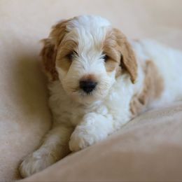 Lucky - Parti male Goldendoodle puppy in Iowa City, Iowa from Luneckas Litters
