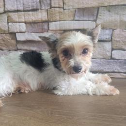 Daphnie - Yorkshire Terrier