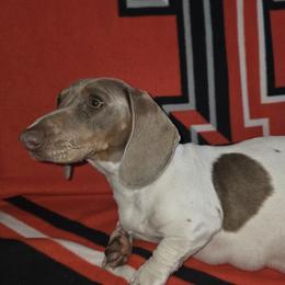 Daisy - Dachshund