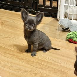 Colt - Blue male Chihuahua puppy in Williamsburg, Virginia from PAWSitive Cheeky Chihuahuas