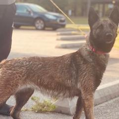 Belgian Malinois and French Bulldogs from Walrath K9s