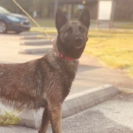 Belgian Malinois and French Bulldogs from Walrath K9s