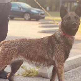 Belgian Malinois and French Bulldogs from Walrath K9s