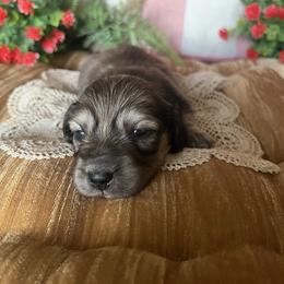 Bunny - Cream female Dachshund puppy in Perryville, Maryland from Heavenly Heritage Dachshunds and Doods