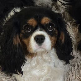 Prim - Cavalier King Charles Spaniel