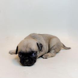Luna (pink) - Fawn female Pug puppy in Hereford, Arizona from Broken Road Ranch Pugs