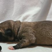 Odin - Fawn Kangal puppy in Bloomer, Wisconsin from Chippewa Valley Kangals