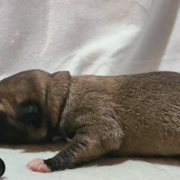 Odin - Fawn Kangal puppy in Bloomer, Wisconsin from Chippewa Valley Kangals