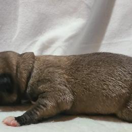 Odin - Fawn Kangal puppy in Bloomer, Wisconsin from Chippewa Valley Kangals