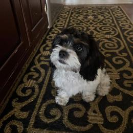 Cavapoo Puppies from Woodland poodles and Cavapoos