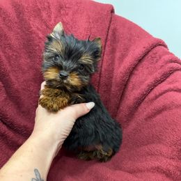 Brinley - Black and gold female Yorkshire Terrier puppy in Daleville, Indiana from Monarch Yorkshire Terriers