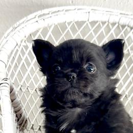 Chihuahuas from Hutton’s Buttons