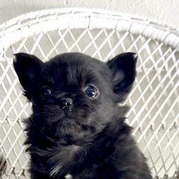 Chihuahuas from Hutton’s Buttons