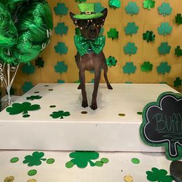 American Hairless Terrier All Grown Up from Strider’s American Hairless Terriers