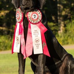 Labrador Retrievers from Southern Oak Kennels - North