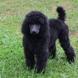 Poodle Puppies from D and D Standard Poodles