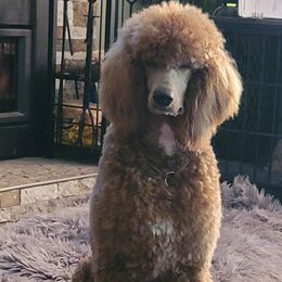 Ella - Poodle