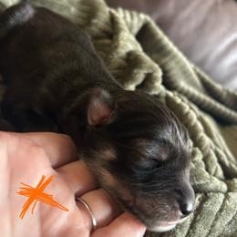 Orange - Agouti and white male Siberian Husky puppy in Virginia Beach, Virginia from Fly Siberian