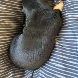 BTF 1 - Black tri-color female Australian Shepherd puppy in Bainbridge, Ohio from CK Aussies