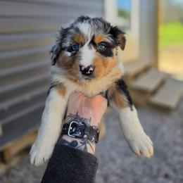 Zebra - Blue merle female Australian Shepherd puppy in London, Kentucky from Kenmont Kennels