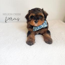 Emerald - Black & tan male Maltipoo puppy in Huntsville, Texas from Nelson Creek Farms