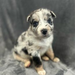 Bear Boy-3 - Blue merle male Australian Shepherd puppy in Mena, Arkansas from Fat-Bottom Farms