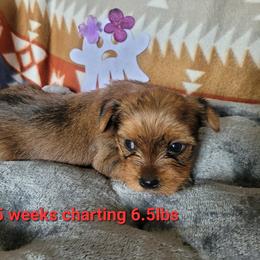 Girl 2 - Chocolate, tan and white female Yorkshire Terrier puppy in Adams, North Dakota from Mathiasons Little Barkers