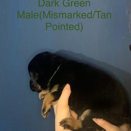 Labrador Retriever Puppies from Shadows Lovely Kennel