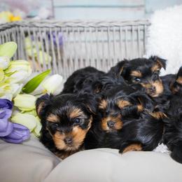 Yorkshire Terrier Puppies from Nicki's Yorkies