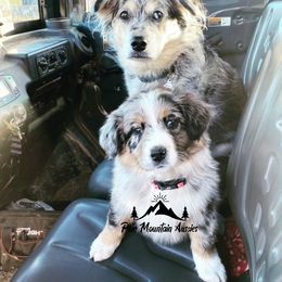 Australian Shepherd Puppies from Pine Mountain Aussies