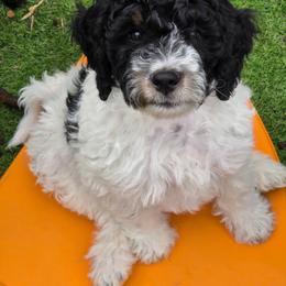 Oreo - Black and white male Bernedoodle puppy in Mc Gaheysville, Virginia from Doting Doodles