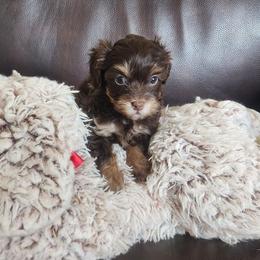 Miss Green - Chocolate female Goldendoodle puppy in Cumming, Georgia from Chattahoochee Kennels