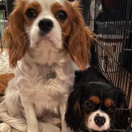 Bernedoodles, Cavalier King Charles Spaniels, Cavapoos, and Poodles from Dinky Doo Doodles