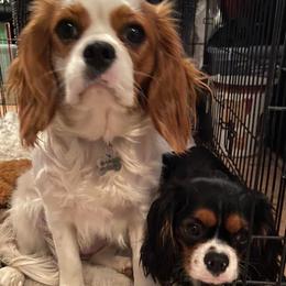 Bernedoodles, Cavalier King Charles Spaniels, Cavapoos, and Poodles from Dinky Doo Doodles