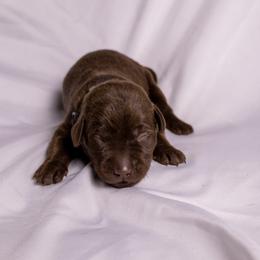 Black collar - Chocolate male Labrador Retriever puppy in Lebanon, Oregon from Table Rock Retrievers