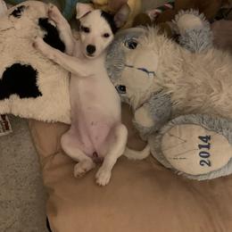 Parson Russell Terrier Puppies from HeartSongs Haven /Northeast Division