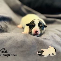 Joy - Tri-color female Russell Terrier puppy in Lufkin, Texas from Dixie-Rose JRT