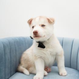 Siberian Husky Puppies from HuskiesWithFinesse